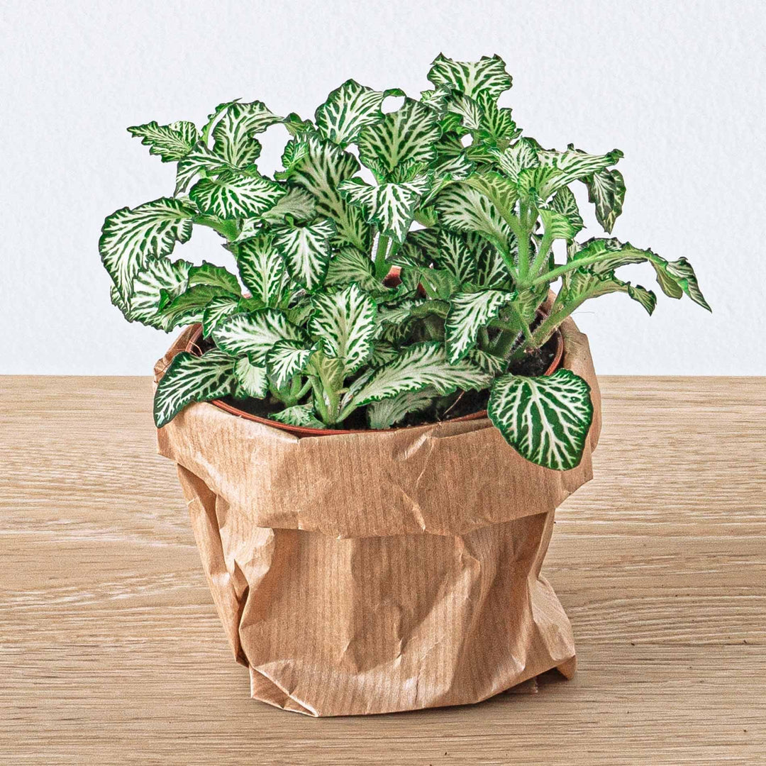 Planten terrarium pakket - Lancifolia - Bonsai - Asparagus - 5 planten - Navulling & Startpakket- DIY