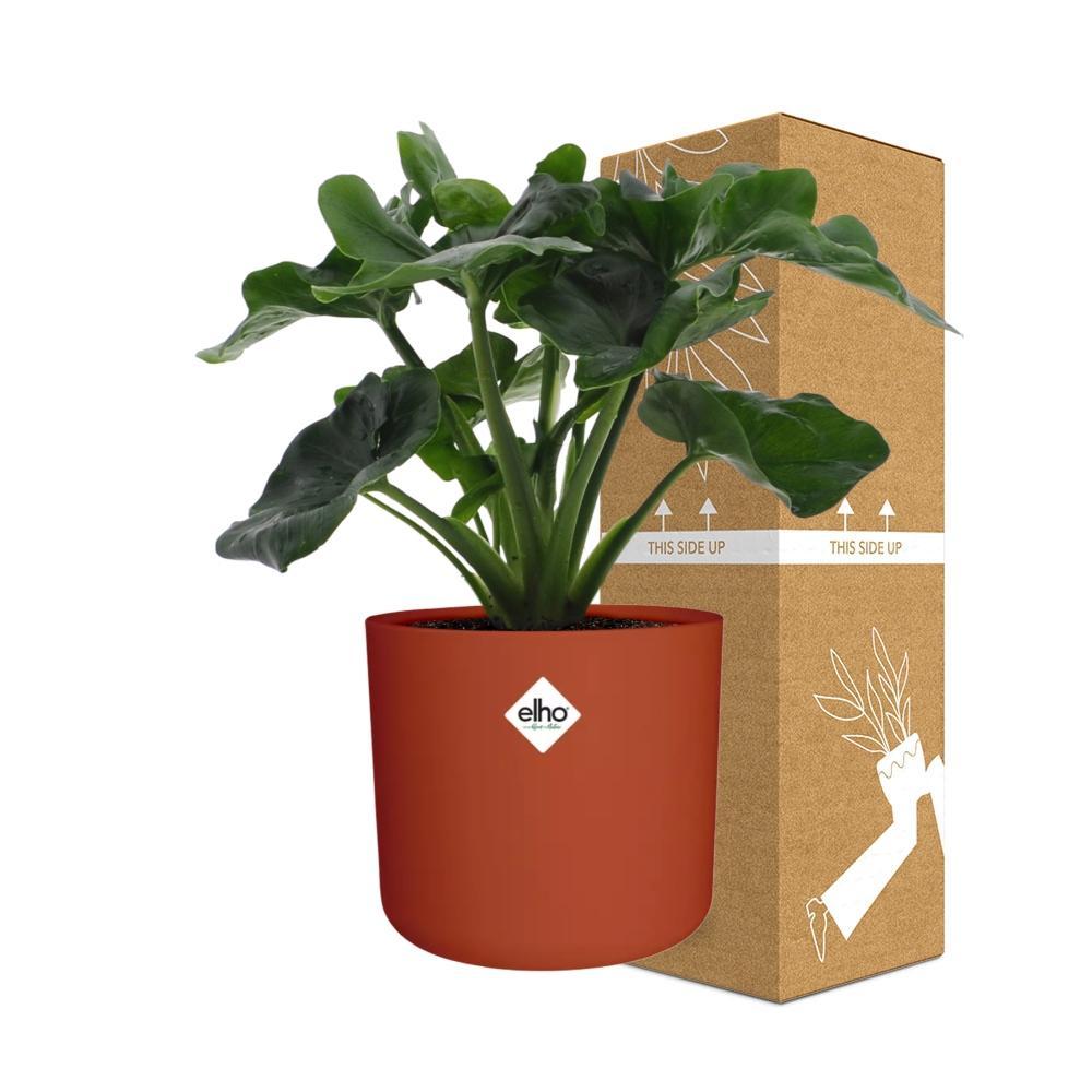 Philodendron Atom in ELHO b.for soft rond 14cm brique