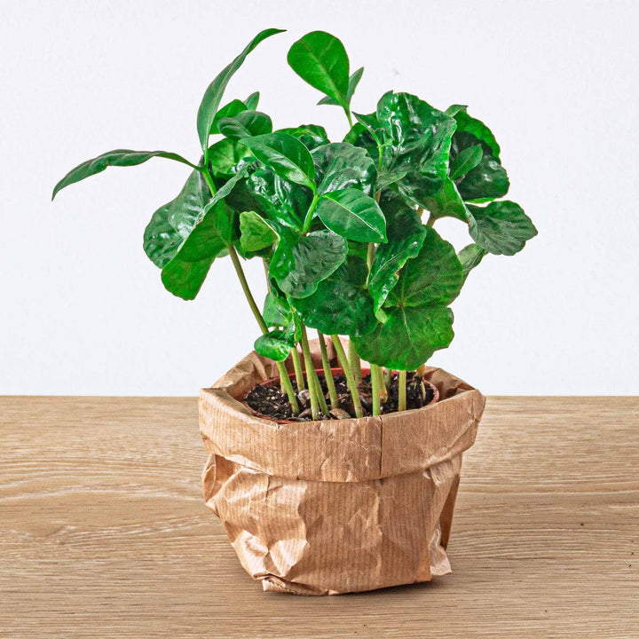 Planten terrarium pakket - Jungle 5 - Coffea - Varen - Palm - 2x Fittonia - Navulling & Startpakket- DIY