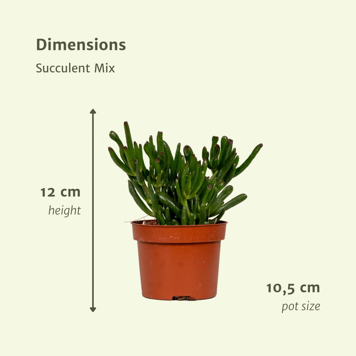Succulenten Mix - 1 stuk - 12 cm - Ã˜10,5