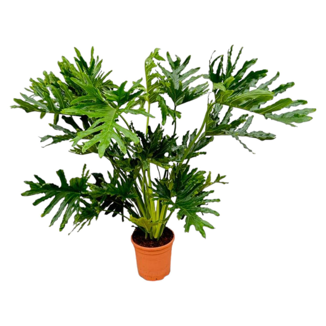 Philodendron Selloum - 130 cm - Ø30