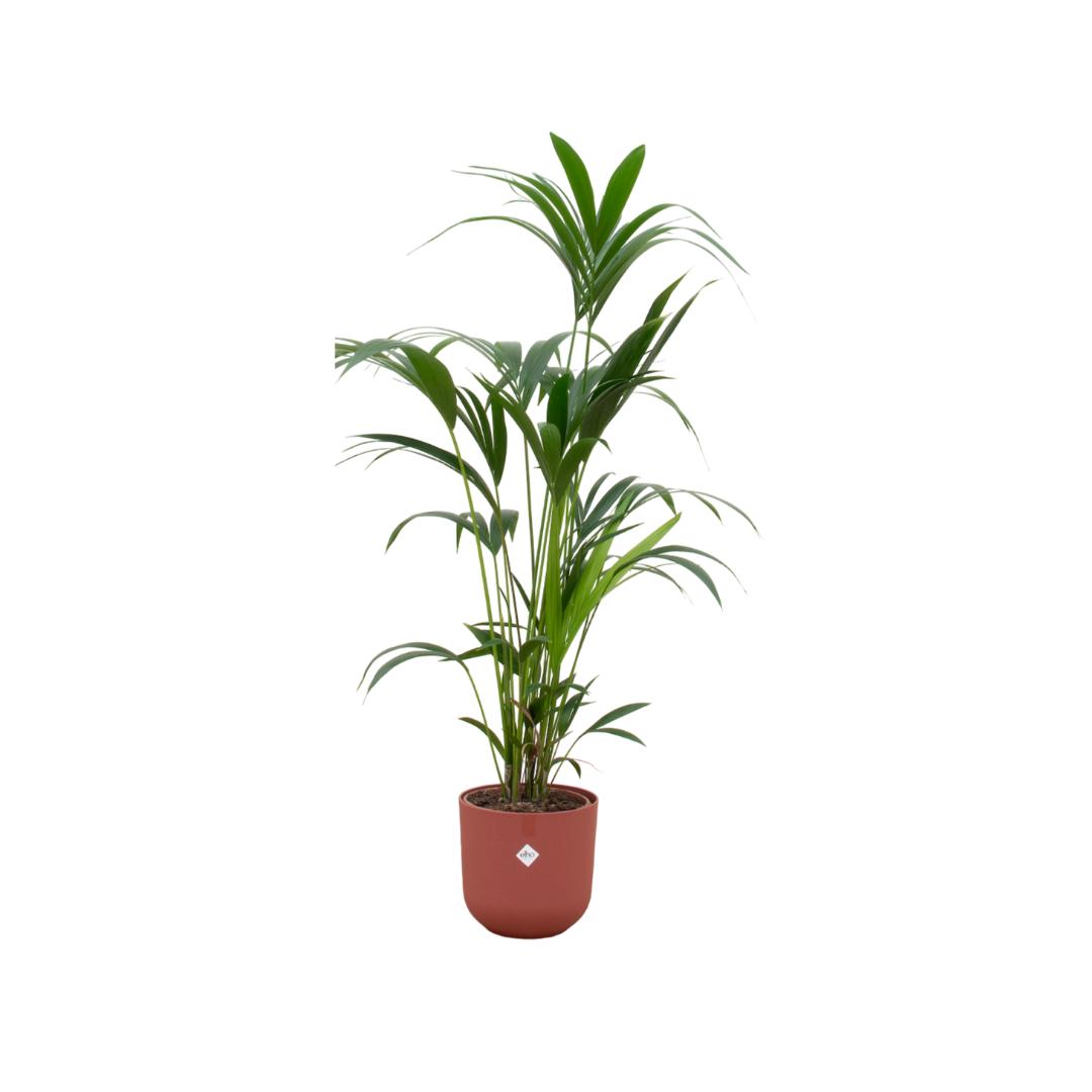Combi deal - Kentia palm inclusief elho Jazz Round rood Ø26 - 160 cm