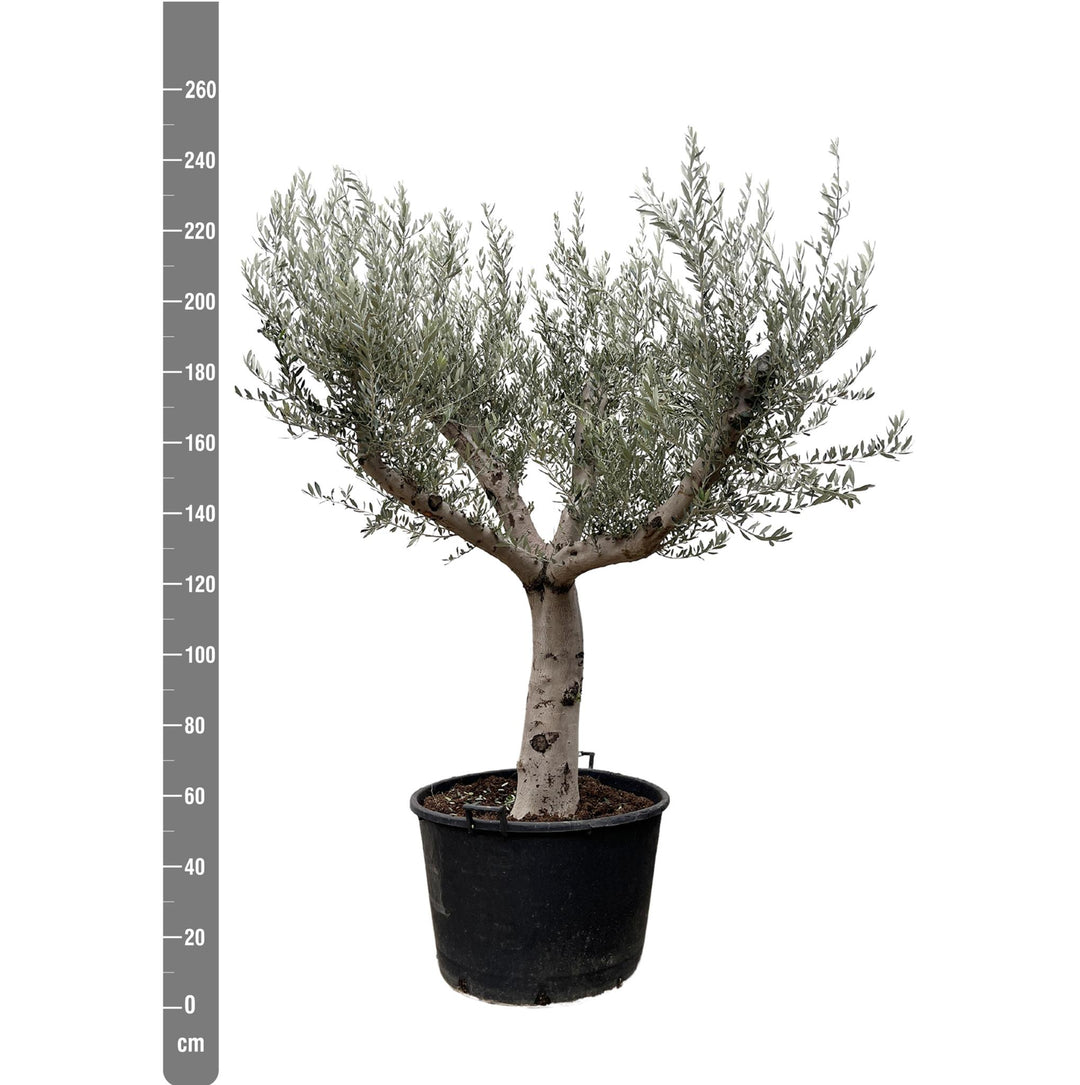 Olea Europaea Cultivo - 250cm- Ø80