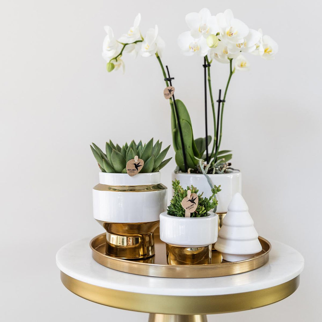Komplettes Pflanzenset Luxury gold | Grünes Pflanzenset mit weißer Phalaenopsis-Orchidee und Sukkulenten inkl. goldenen Keramik-Ziertöpfen & Weihnachtsbaum-Accessoire