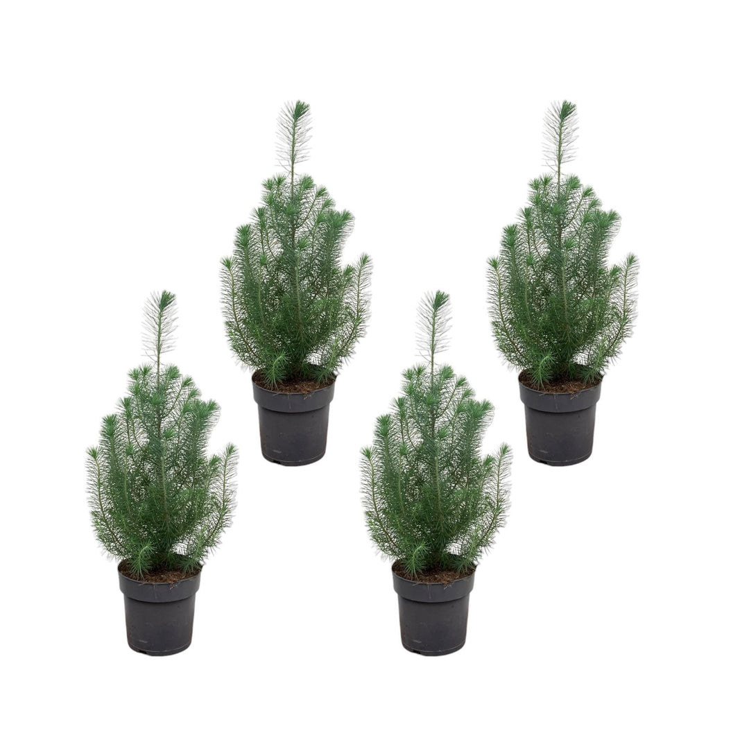 Pinus pakket - 4x Pinus Pinea - 50 cm