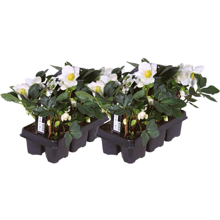 Set von 12 Christrosen Pflanzen | 12x Helleborus niger 'Christmas Carol' | 7 cm Ø | 20 cm ↕