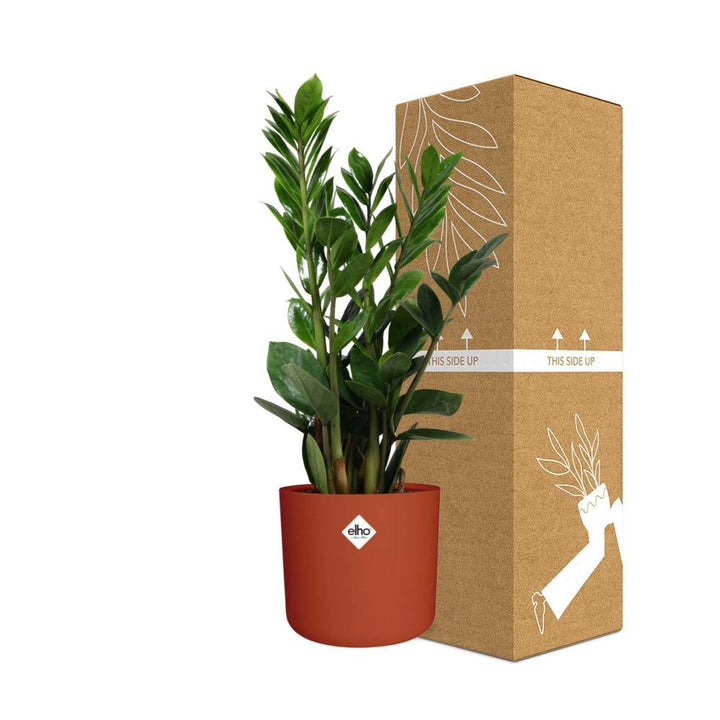 Zamioculcas – Hoogte 45-50 in ELHO b.for soft rond 14cm brique