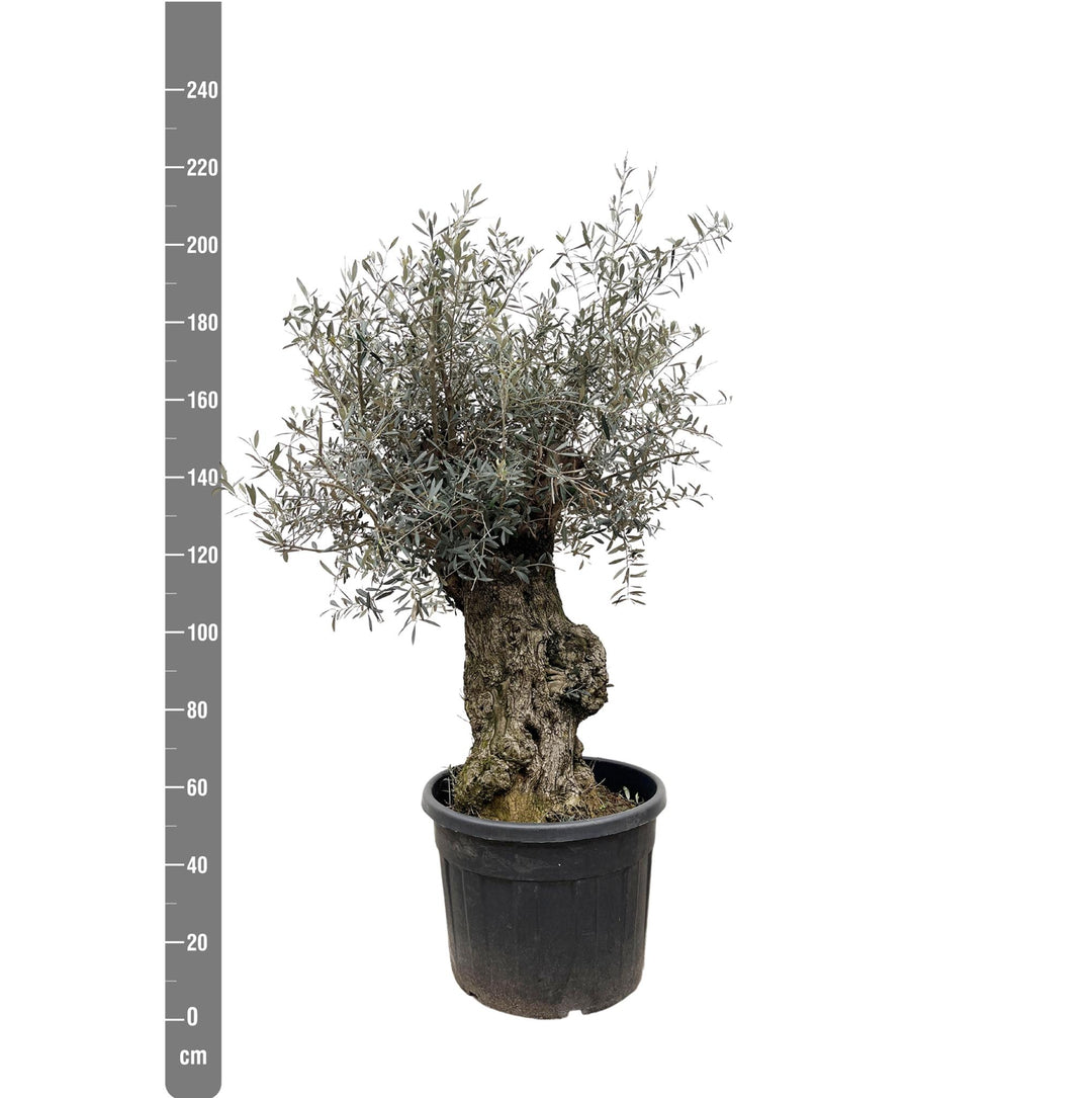 Olea Europaea Bonsai - 250cm- Ø65