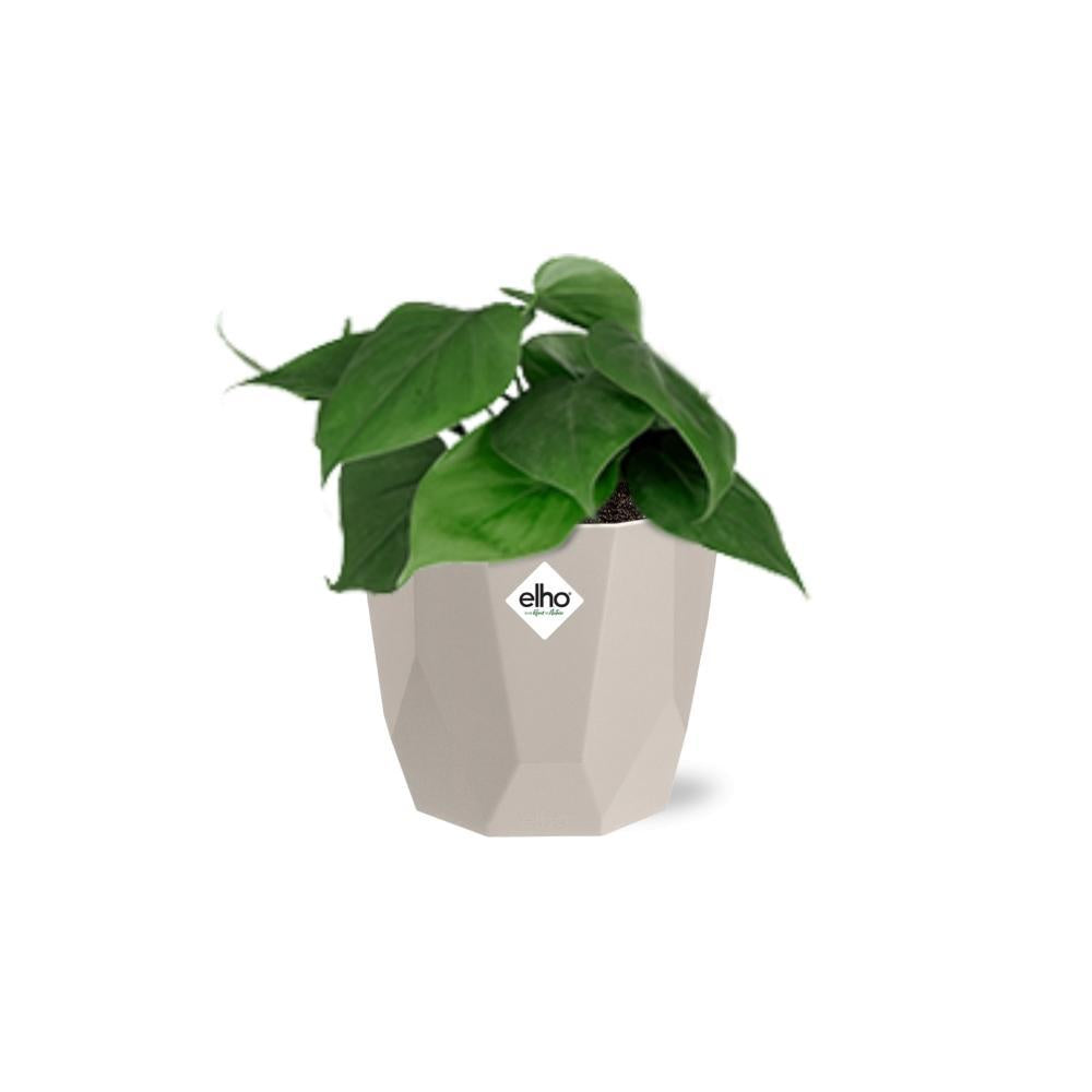 Philodendron Scandens in ELHO b.for rock 14 cm warm grey