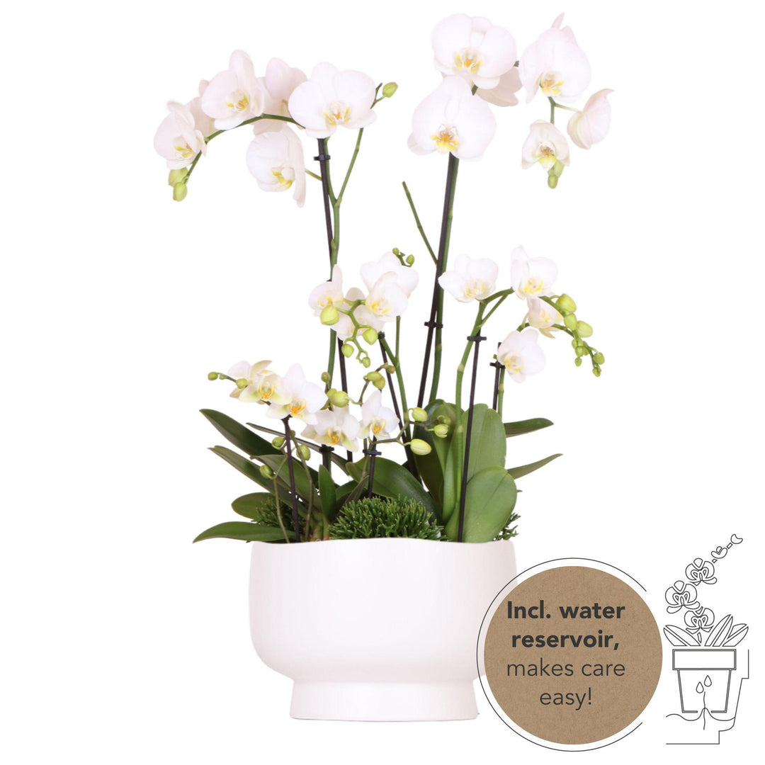 weißes Pflanzenset in Scandic-Schale inkl. Wasserreservoir | drei weiße Orchideen und drei Grünpflanzen Rhipsalis | Feldstrauß weiß mit autarkem Wasserreservoir