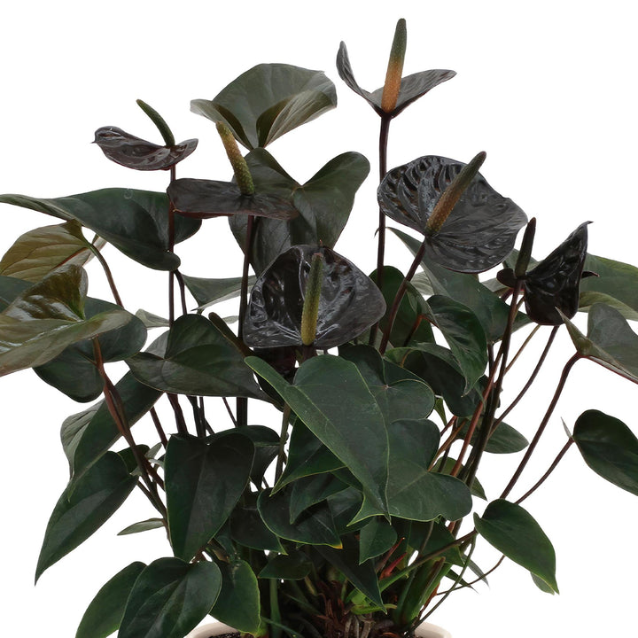 Anthurium andreanum Black Love incl. PURE zink - 45cm - Ø12