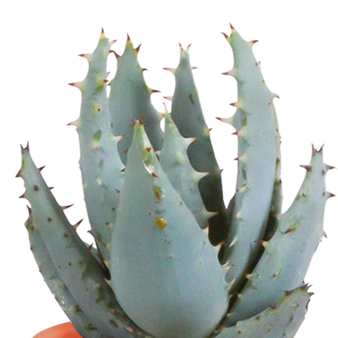 Kakteen und Sukkulenten mischen 5,5 cm im mexikanischen Topf | 15 Stk