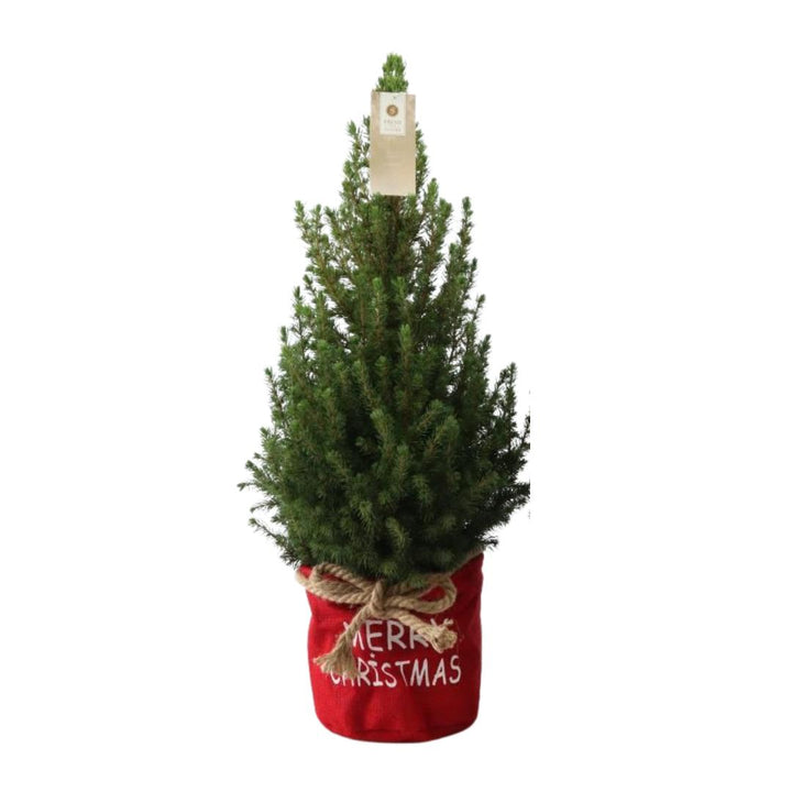Kleine Kerstboom in Xmas Bag rood - ca. 70 cm hoogte - Picea glauca Conica