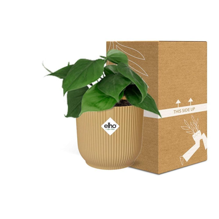 Philodendron Scandens in ELHO Vibes Fold 14cm geel