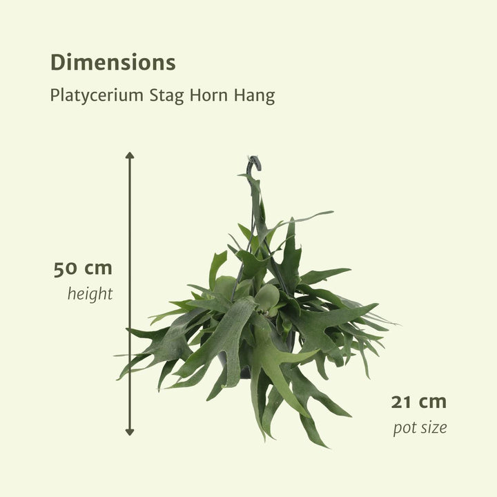 Platycerium Hirschhorn Hang - Hirschhornfarn - 50cm - Ø21