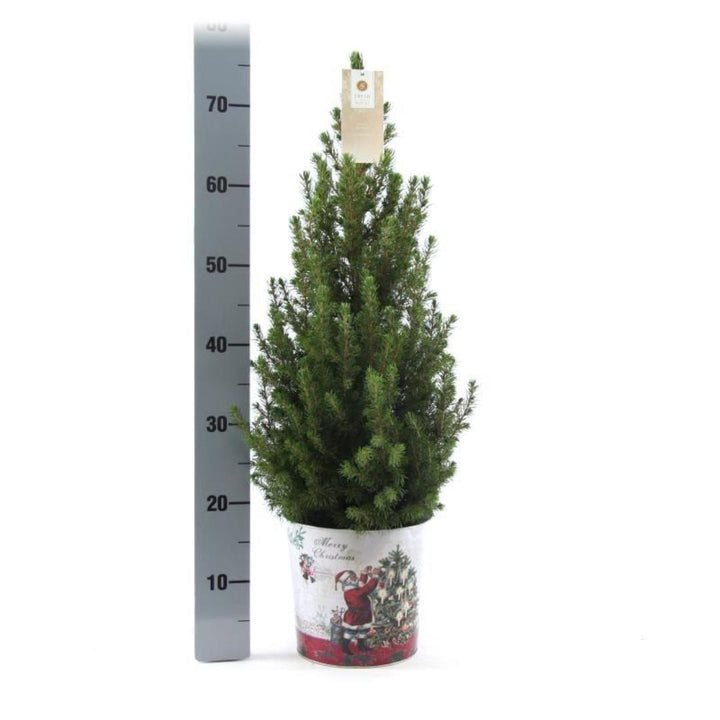Kleine Kerstboom in Kerstmis sierpot - ca. 70 cm hoogte - Picea glauca Conica