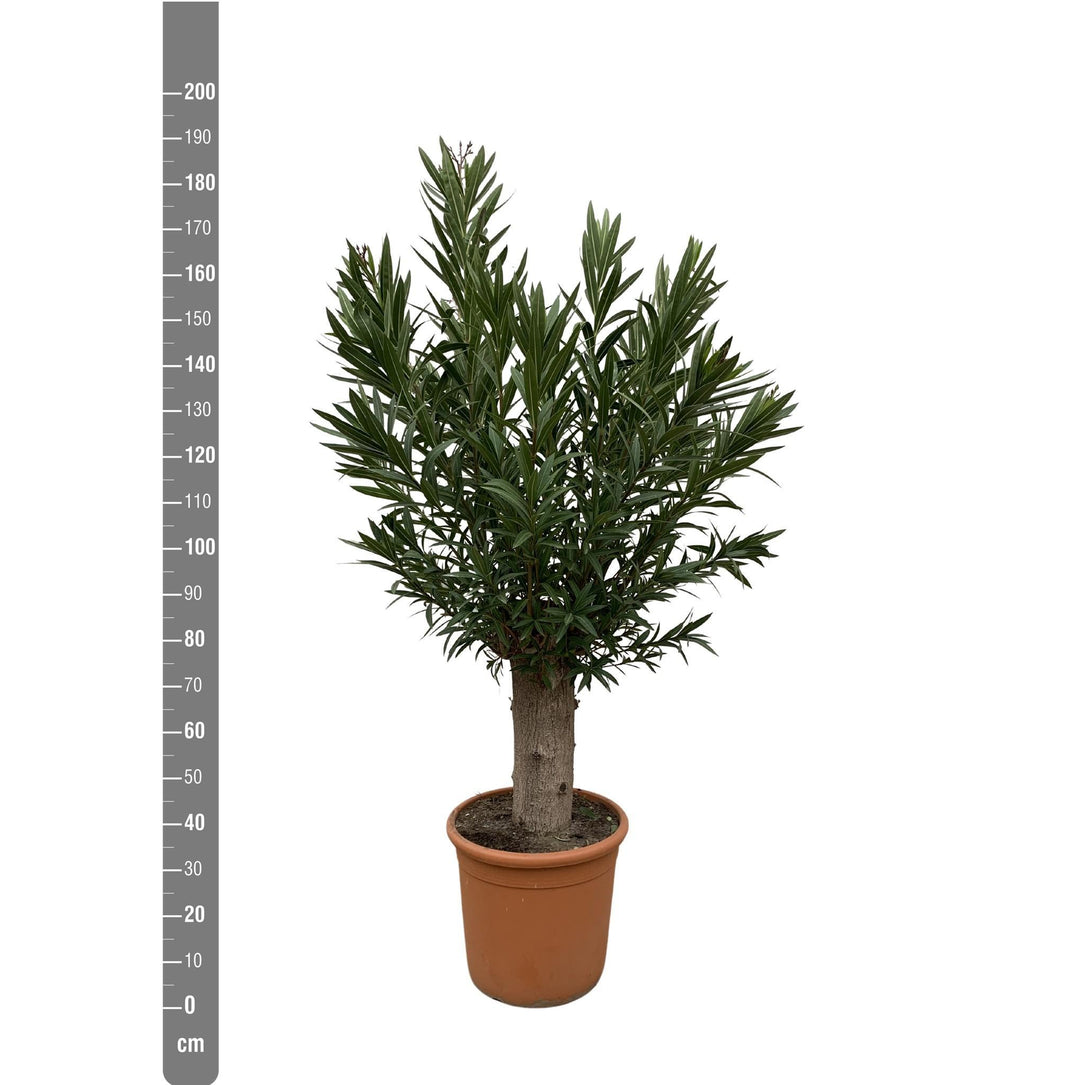 Nerium Oleander Bonsai - 190cm - ø45