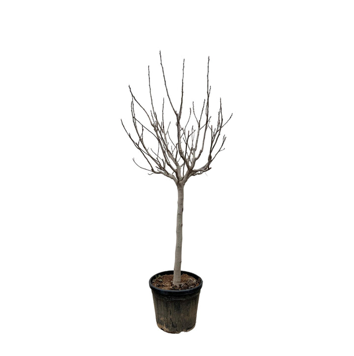 Ficus Carica op stam - 250 cm - ø45