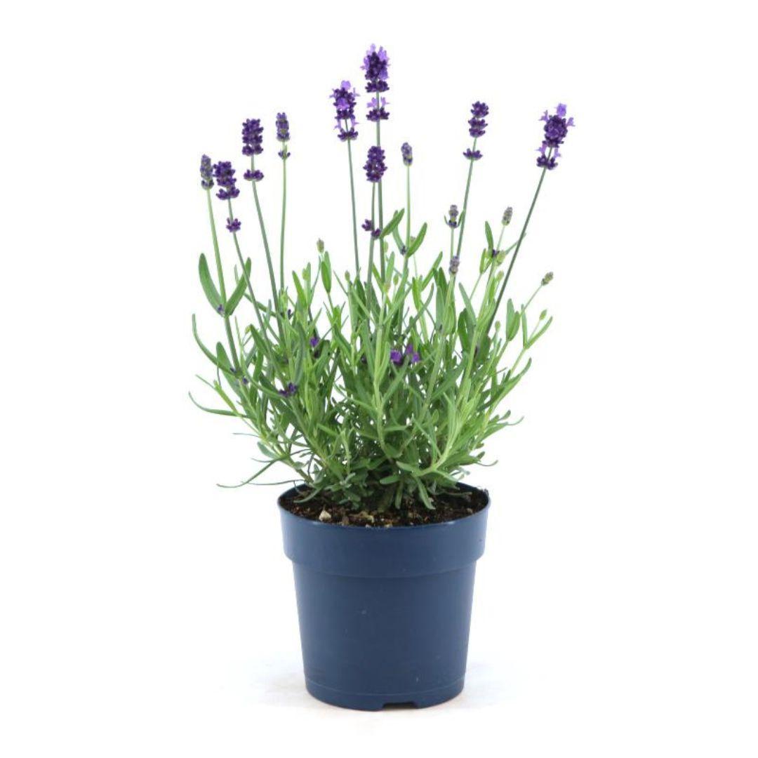 Lavandula angustifolia Felice® - 12 cm pot - Set van 6 Echte Lavendel planten