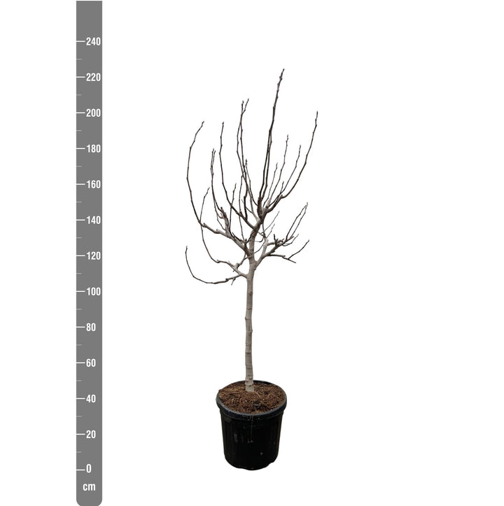 Ficus Carica op stam - 225 cm - ø40