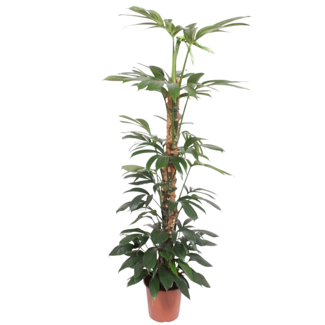 Philodendron Dragon Tail mosstok - 150 cm - ø27