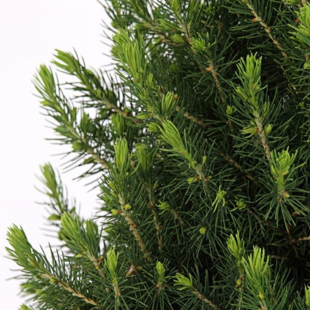Kleine Kerstboom in Kerstmis sierpot + Sterverlichting inclusief batterijen - ca. 70 cm hoogte - Picea glauca Conica
