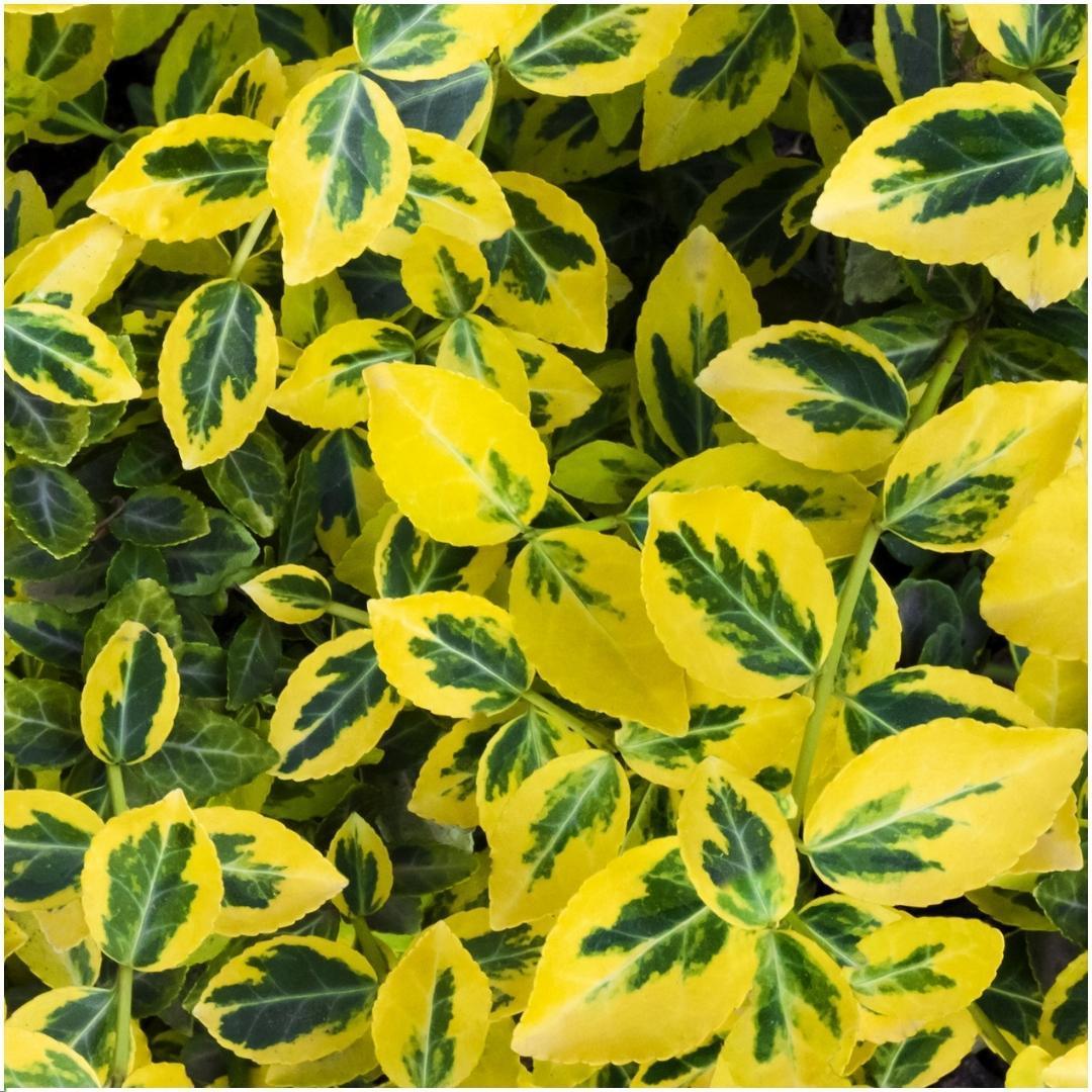 1 Meter Gelbe Spindelstrauch Hecke - Euonymus fortunei 'Emerald Gold' - Pflanzenset mit 6 winterharten Heckenpflanzen - Immergrïune Hecke - Direkt von der Gärtnerei geliefert