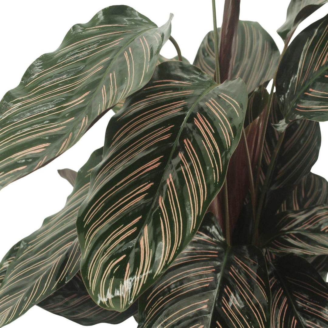 2x Calathea Ornata - Pfauenpflanze - 50cm - ø14