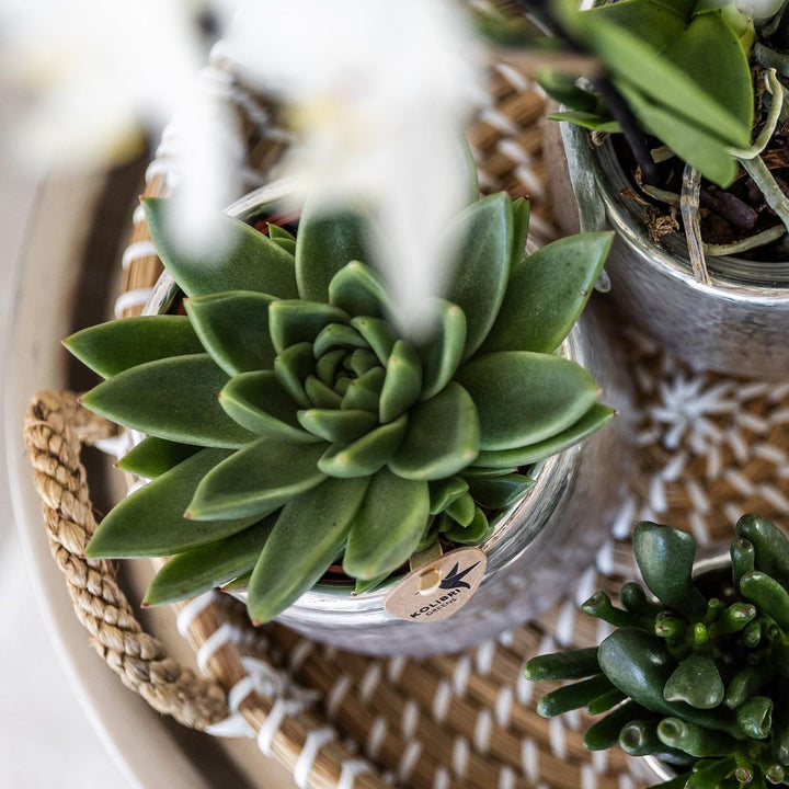 Komplettes Pflanzenset Luxus Silber | Grünes Pflanzenset mit weißer Phalaenopsis-Orchidee und Sukkulenten inkl. silberner Keramik-Ziertöpfe & Weihnachtsbaumzubehör