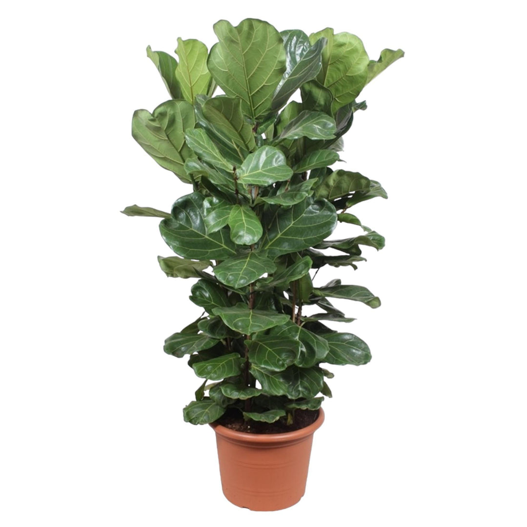 Ficus Lyrata struik XL - 180 cm - ø45