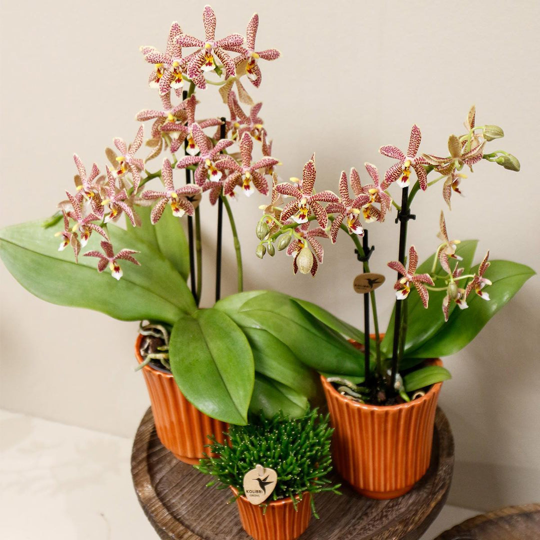 orange Phalaenopsis Orchidee - Spider in Retro Terracotta - Topfgröße Ø9cm | blühende Zimmerpflanze - frisch vom Züchter