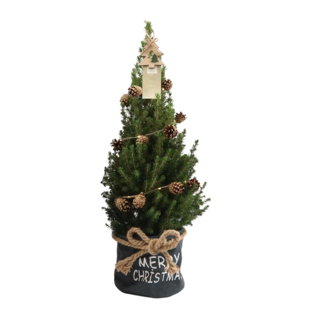 Kleine Kerstboom in Xmas Bag blauw + Dennenappel verlichting inclusief batterijen  - ca. 70 cm hoogte - Picea glauca Conica