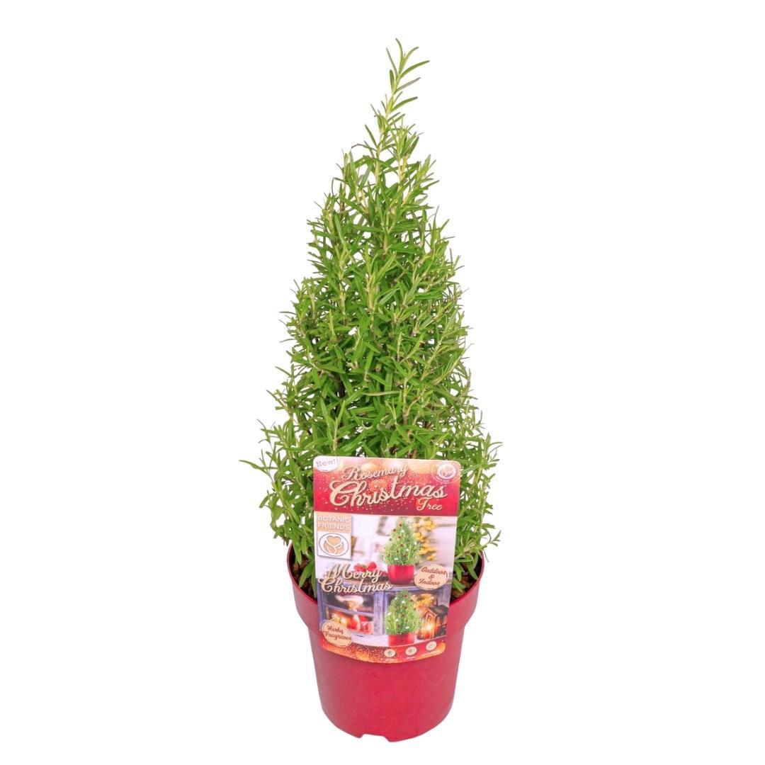 Echte Rosmarin Weihnachtsbaum - 15 cm Ø - 40-50 cm ↨