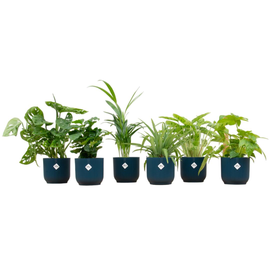 Verrassingsbox - 6 planten inclusief elho Vibes Fold Round Ø14 blauw