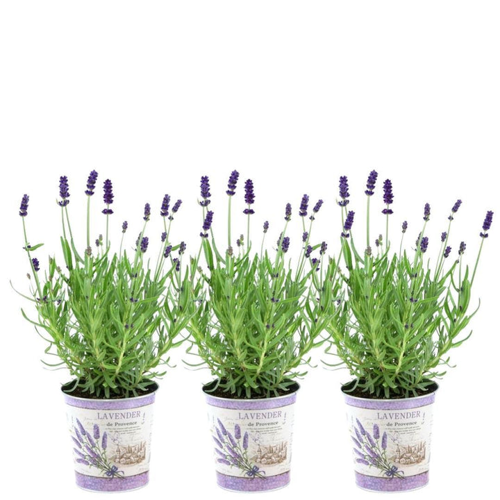Lavandula angustifolia Felice® im Dekotopf 'Lavender print' - 13 cm Topf - Set mit 3 echten Lavendeln im Dekotopf
