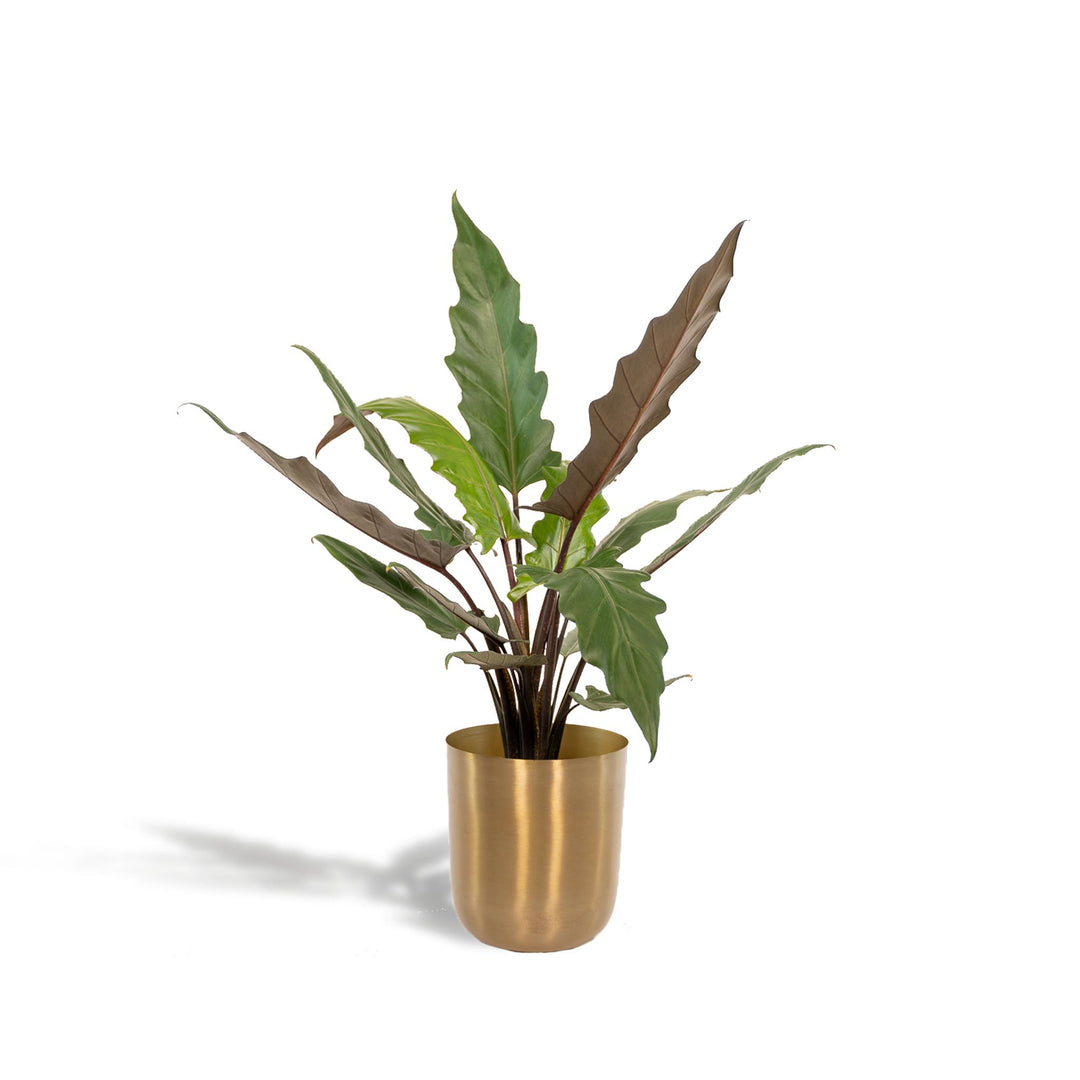 Alocasia Lauterbachiana + Pot Mayk Gold - ↨80cm - Ø19cm