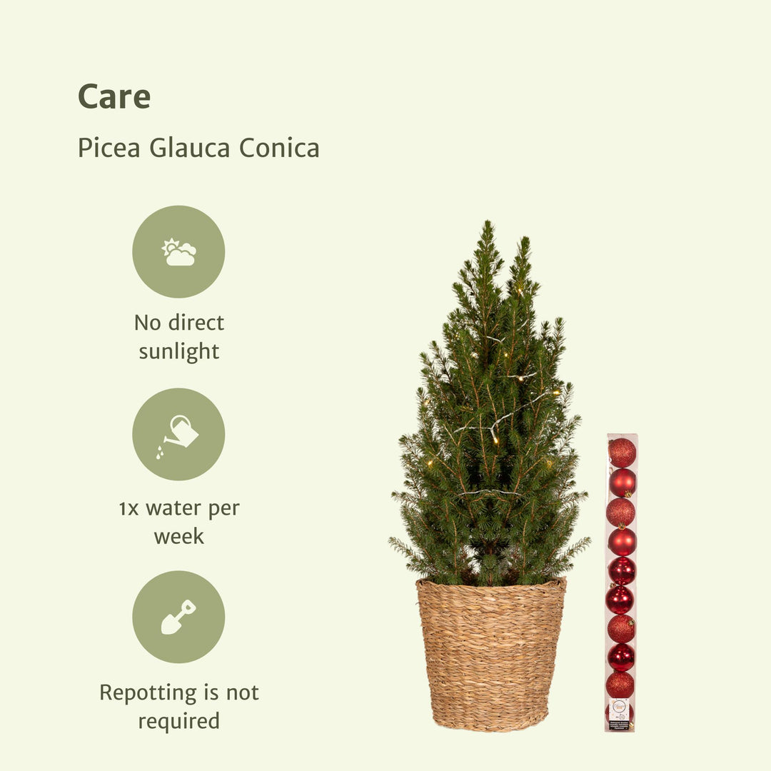 Picea Glauca Conica - Weihnachtsbaum - 80cm - 21Ø