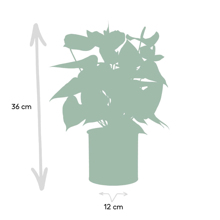 Anthurium andreanum Esudo incl. PURE zink - 45cm - Ø12