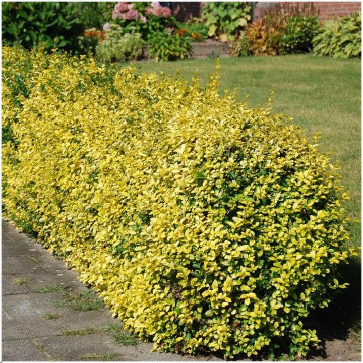 1 Meter Gelbe Spindelstrauch Hecke - Euonymus fortunei 'Emerald Gold' - Pflanzenset mit 6 winterharten Heckenpflanzen - Immergrïune Hecke - Direkt von der Gärtnerei geliefert