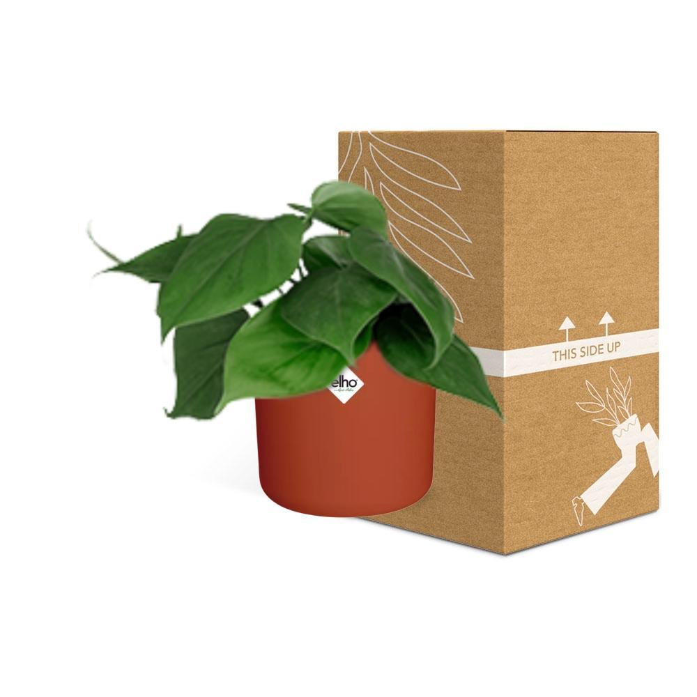 Philodendron Scandens in ELHO b.for soft rond 14cm brique