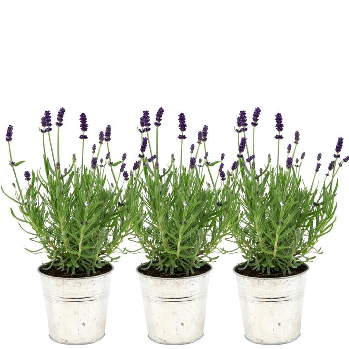 Lavandula angustifolia Felice® im Dekotopf 'Old Look' - 13 cm Topf - Set mit 3 echten Lavendeln im Dekotopf
