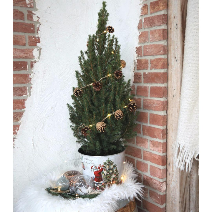 Kleine Kerstboom in Kerstmis sierpot + Sterverlichting inclusief batterijen - ca. 70 cm hoogte - Picea glauca Conica