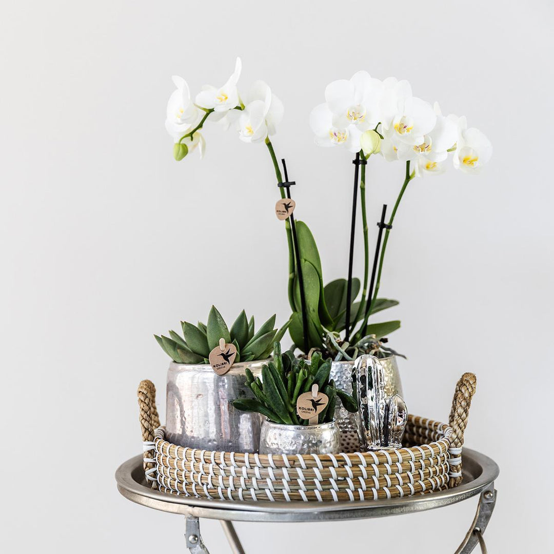 Komplettes Pflanzenset Luxus Silber | Grünes Pflanzenset mit weißer Phalaenopsis-Orchidee und Sukkulenten inkl. silberner Keramik-Ziertöpfe & Weihnachtsbaumzubehör