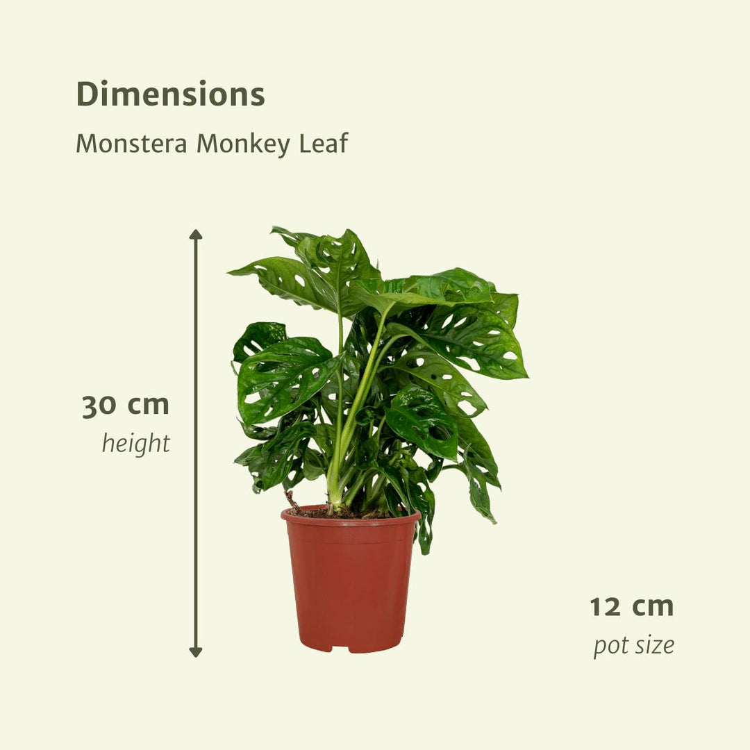 2x Monstera Monkey Leaf - Lochpflanze - 30cm - ø12