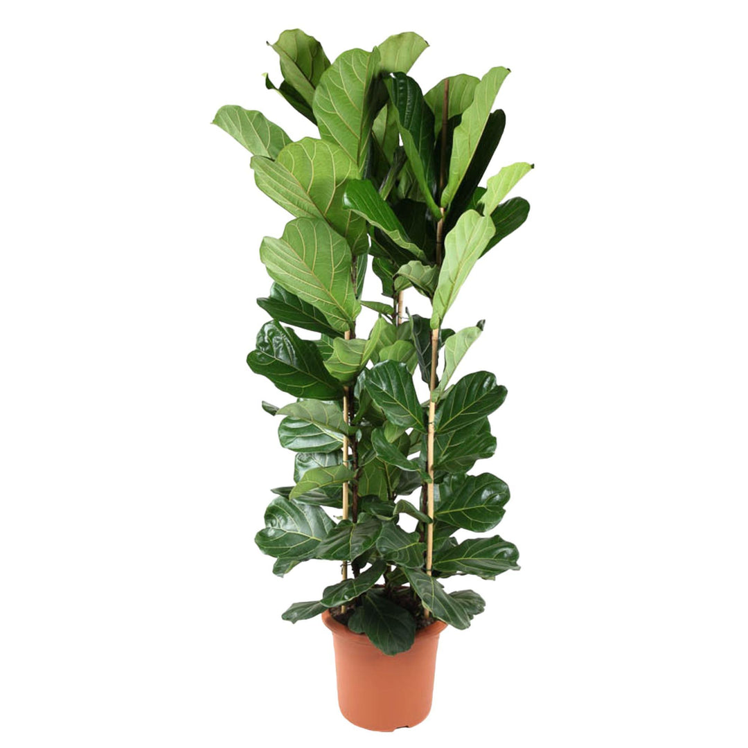 Ficus Lyrata struik - 240 cm - ø40