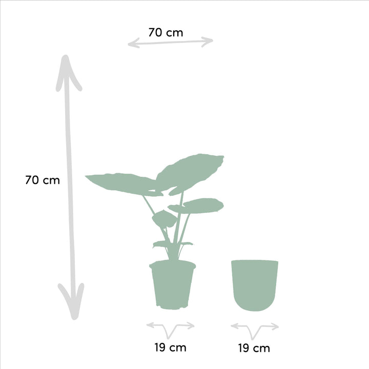Alocasia Macrorrhiza + Topf Mayk Gold - ↨70cm - Ø19cm