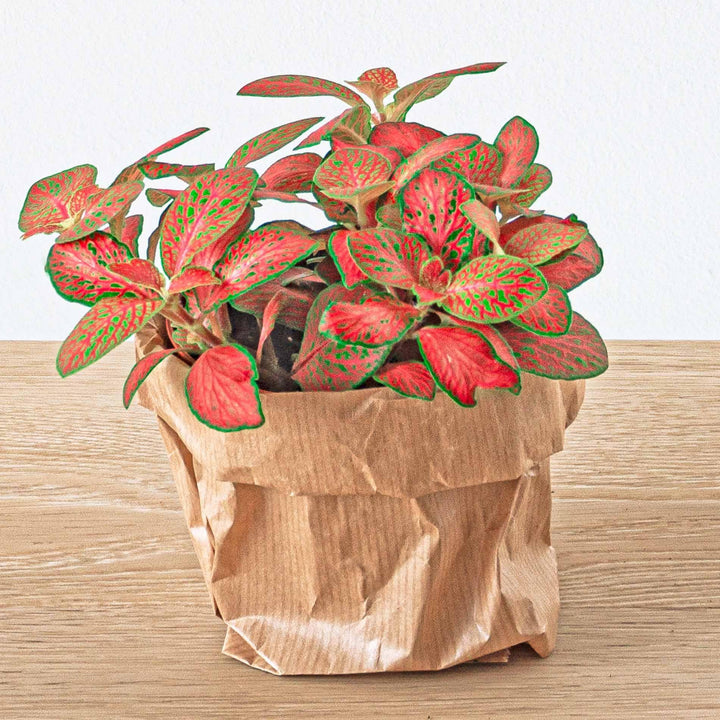 Planten terrarium pakket - Ficus Ginseng bonsai - Navulling & Startpakket- DIY