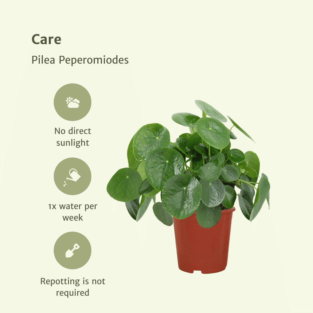 2x Pilea Peperomiodes - Pfannkuchenpflanze - 25cm - ø15