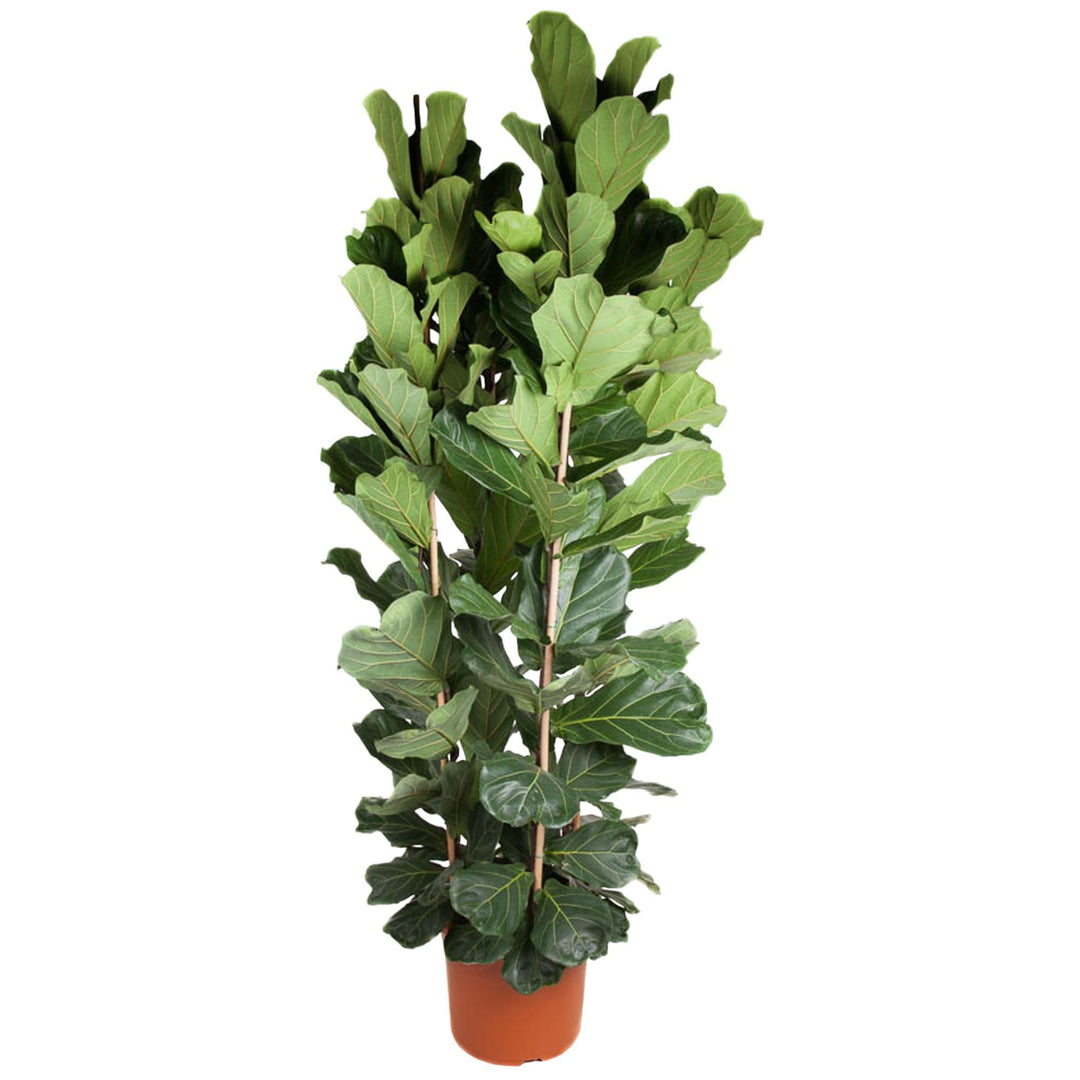 Ficus Lyrata struik - 250 cm - ø48