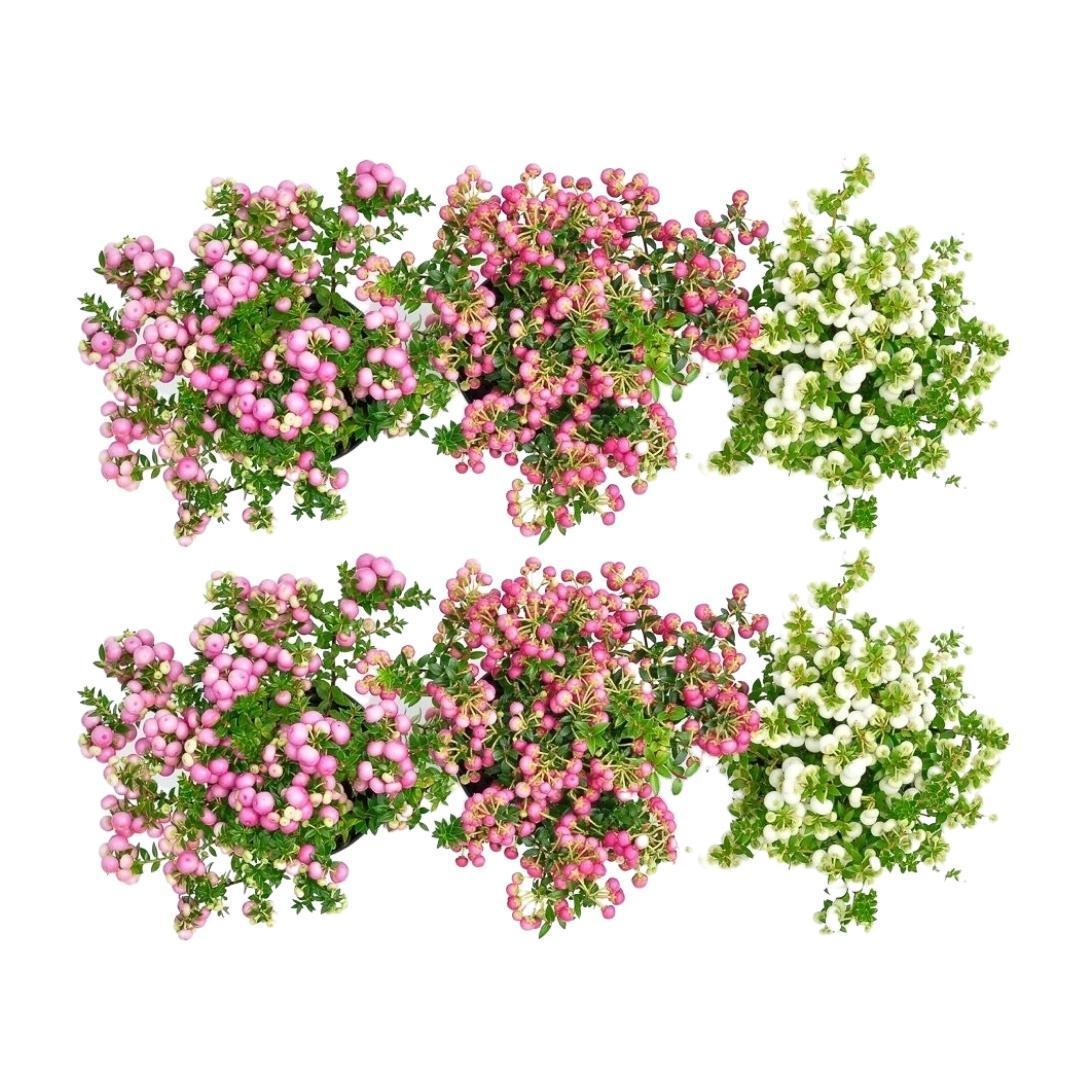 6x Pernettya mucronata mix | 2x Myrte pflanze weiß, 2x rot & 2x rosa | Topf 12 cm Ø | Höhe 20 cm ↨